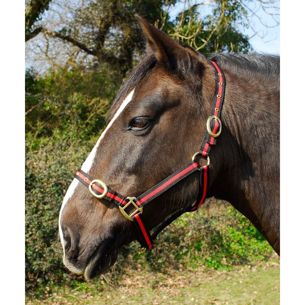 Rhinegold Nylon Headcollar (Black/Red)